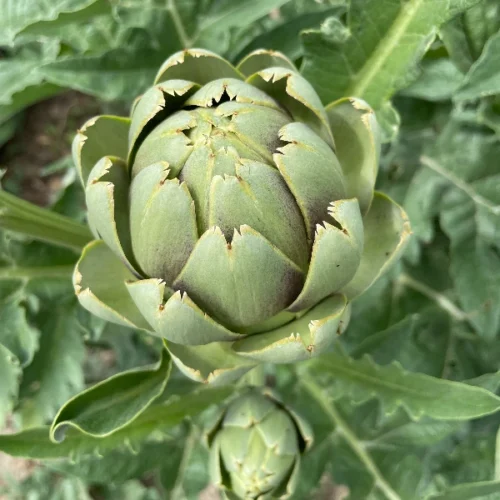 ბიოარტიშოკი