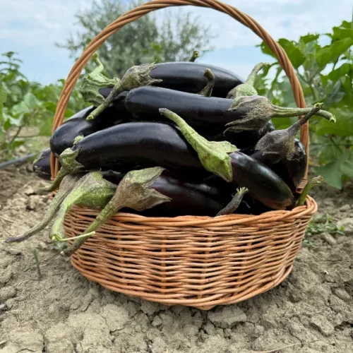 ბადრიჯანი