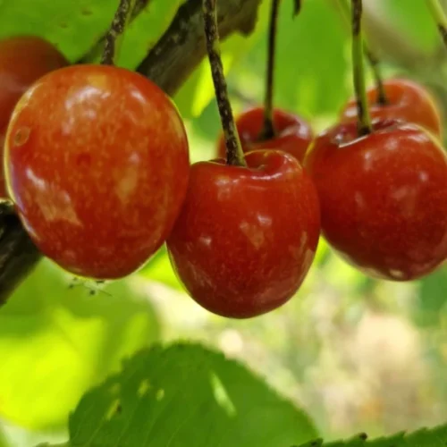 ბალი კორდია