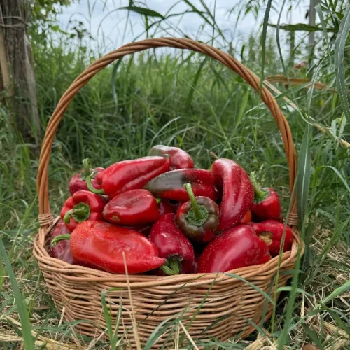 წითელი ბულგარული
