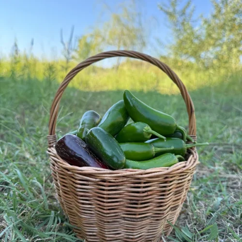 ჰალაპენიო