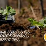 ორგანული კიტრის ჩითილი