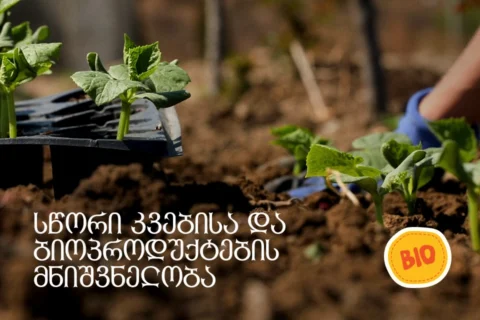 ორგანული კიტრის ჩითილი
