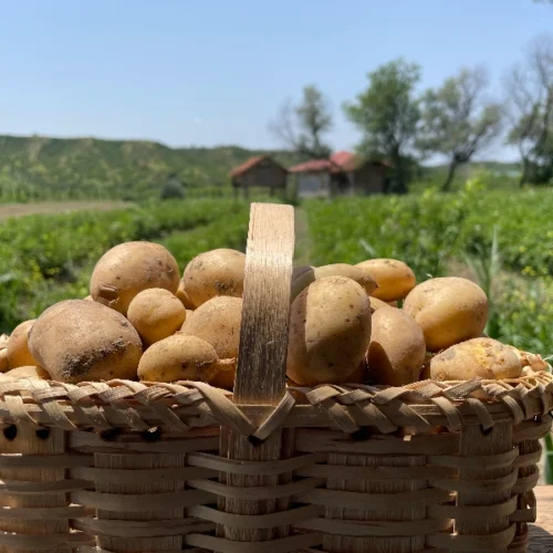 კარტოფილი
