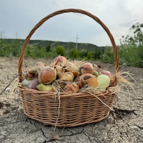 ყვითელი ხახვი