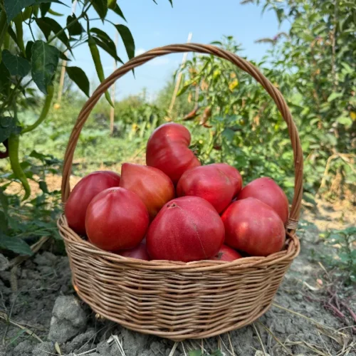 ხარისგულა პომიდორი