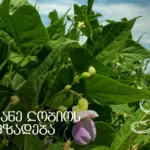 მწვანე ლობიო "იორლენდიდან"