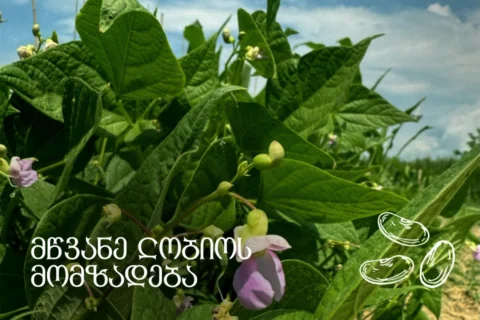 მწვანე ლობიო "იორლენდიდან"