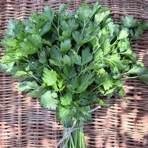 ოხრახუში