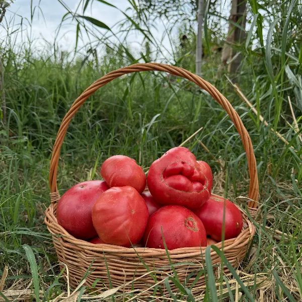 ჭოპორტულა პომიდორი