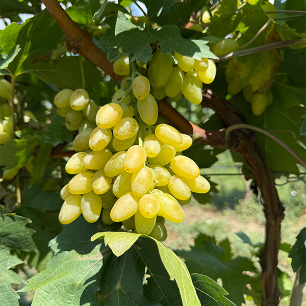 სუფრის ყურძენი - თითა (უწიპწო)