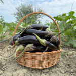 ბადრიჯანი
