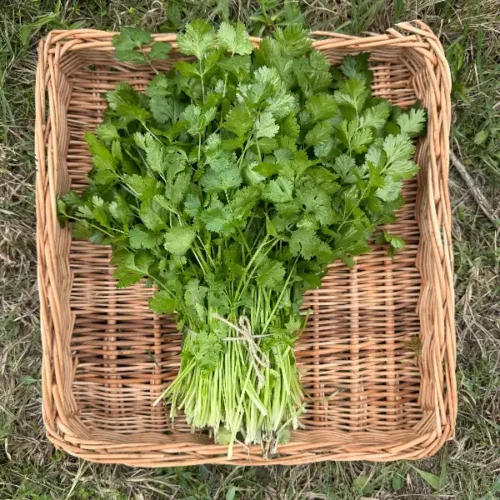 ქინძი